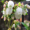 50 Northern HIGHBUSH BLUEBERRY BUSH Vaccinium Fruit Shrub Blue Berry White Flower Seeds