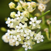 20 WHITE WORLED (Horesetail) MILKWEED Asclepias Verticillata Flower Seeds