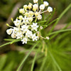 20 WHITE WORLED (Horesetail) MILKWEED Asclepias Verticillata Flower Seeds