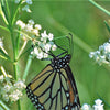 20 WHITE WORLED (Horesetail) MILKWEED Asclepias Verticillata Flower Seeds