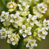20 WHITE WORLED (Horesetail) MILKWEED Asclepias Verticillata Flower Seeds