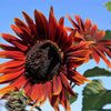 25 CHOCOLATE CHERRY SUNFLOWER Helianthus Annuus Red & Brown Flower Seeds