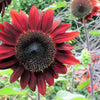 25 CHOCOLATE CHERRY SUNFLOWER Helianthus Annuus Red & Brown Flower Seeds