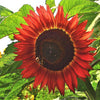 25 CHOCOLATE CHERRY SUNFLOWER Helianthus Annuus Red & Brown Flower Seeds