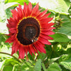 25 CHOCOLATE CHERRY SUNFLOWER Helianthus Annuus Red & Brown Flower Seeds