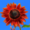 25 CHOCOLATE CHERRY SUNFLOWER Helianthus Annuus Red & Brown Flower Seeds