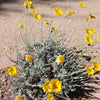 500 Yellow DESERT MARIGOLD Baileya Multiradiata Showy Drought Paper Daisy Flower Herb Seeds