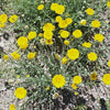 500 Yellow DESERT MARIGOLD Baileya Multiradiata Showy Drought Paper Daisy Flower Herb Seeds