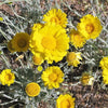 500 Yellow DESERT MARIGOLD Baileya Multiradiata Showy Drought Paper Daisy Flower Herb Seeds