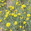 500 Yellow DESERT MARIGOLD Baileya Multiradiata Showy Drought Paper Daisy Flower Herb Seeds