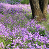 500 Purple FEBRUARY ORCHID Violet Cress Orychophragmus Violaceus 2" Flower Edible Vegetable Seeds