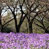 500 Purple FEBRUARY ORCHID Violet Cress Orychophragmus Violaceus 2" Flower Edible Vegetable Seeds