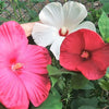 25 MIXED LUNA HIBISCUS Moscheutos Hardy Mixed Colors - Red, Hot Pink, Pink & White Swirl, and White Flower Seeds