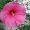25 MIXED LUNA HIBISCUS Moscheutos Hardy Mixed Colors - Red, Hot Pink, Pink & White Swirl, and White Flower Seeds