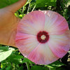 25 MIXED LUNA HIBISCUS Moscheutos Hardy Mixed Colors - Red, Hot Pink, Pink & White Swirl, and White Flower Seeds