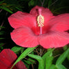 25 MIXED LUNA HIBISCUS Moscheutos Hardy Mixed Colors - Red, Hot Pink, Pink & White Swirl, and White Flower Seeds