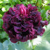 250 Organic PEONY POPPY MIX Papaver Paeoniflorum Mixed Colors Red, White, Pink, Black, Purple, Salmon, Bronze, Lilac, & Bicolor Flower Seeds