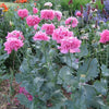 250 Organic PEONY POPPY MIX Papaver Paeoniflorum Mixed Colors Red, White, Pink, Black, Purple, Salmon, Bronze, Lilac, & Bicolor Flower Seeds