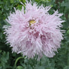 250 Organic PEONY POPPY MIX Papaver Paeoniflorum Mixed Colors Red, White, Pink, Black, Purple, Salmon, Bronze, Lilac, & Bicolor Flower Seeds
