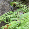 1500 Western SWORD FERN Giant Holly Swordfern Polystichum Munitum Aspidium Solitarium Spores Seeds