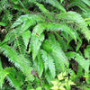 1500 Western SWORD FERN Giant Holly Swordfern Polystichum Munitum Aspidium Solitarium Spores Seeds