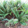 1500 Western SWORD FERN Giant Holly Swordfern Polystichum Munitum Aspidium Solitarium Spores Seeds