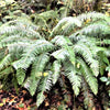 1500 Western SWORD FERN Giant Holly Swordfern Polystichum Munitum Aspidium Solitarium Spores Seeds