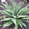 1500 Western SWORD FERN Giant Holly Swordfern Polystichum Munitum Aspidium Solitarium Spores Seeds