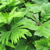 1000 + SENSITIVE FERN Onoclea Sensibilis aka Bead or Sympathy Fern Spores Seeds