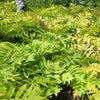 1000 + SENSITIVE FERN Onoclea Sensibilis aka Bead or Sympathy Fern Spores Seeds