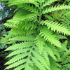 1000 + SENSITIVE FERN Onoclea Sensibilis aka Bead or Sympathy Fern Spores Seeds