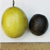 10 YELLOW PASSION FRUIT Vine Passiflora Edulis Flavicarpa Golden Passionfruit Purple & White Flower Seeds