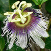 10 YELLOW PASSION FRUIT Vine Passiflora Edulis Flavicarpa Golden Passionfruit Purple & White Flower Seeds
