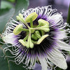10 YELLOW PASSION FRUIT Vine Passiflora Edulis Flavicarpa Golden Passionfruit Purple & White Flower Seeds