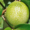 10 YELLOW PASSION FRUIT Vine Passiflora Edulis Flavicarpa Golden Passionfruit Purple & White Flower Seeds