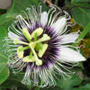 10 YELLOW PASSION FRUIT Vine Passiflora Edulis Flavicarpa Golden Passionfruit Purple & White Flower Seeds