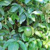 10 YELLOW PASSION FRUIT Vine Passiflora Edulis Flavicarpa Golden Passionfruit Purple & White Flower Seeds