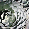 5  ARTICHOKE AGAVE Parry's Huachuca Agave Parryi Huachucensis Century Plant Succulent Cactus Seeds