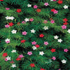 50 CYPRESS VINE MIX Ipomoea Quamoclit Convolvulus Hummingbird Star Morning Glory Cardinal Creeper Flower Seeds - Mixed Colors Red Pink White