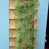 50 CYPRESS VINE MIX Ipomoea Quamoclit Convolvulus Hummingbird Star Morning Glory Cardinal Creeper Flower Seeds - Mixed Colors Red Pink White