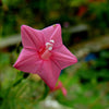 50 CYPRESS VINE MIX Ipomoea Quamoclit Convolvulus Hummingbird Star Morning Glory Cardinal Creeper Flower Seeds - Mixed Colors Red Pink White