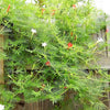 50 CYPRESS VINE MIX Ipomoea Quamoclit Convolvulus Hummingbird Star Morning Glory Cardinal Creeper Flower Seeds - Mixed Colors Red Pink White