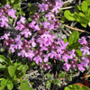 100 MOTHER OF THYME aka Lemon Broadleaved Large Thyme Thymus Pulegioides Herb Pink Flower Seeds