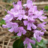 100 MOTHER OF THYME aka Lemon Broadleaved Large Thyme Thymus Pulegioides Herb Pink Flower Seeds