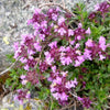 100 MOTHER OF THYME aka Lemon Broadleaved Large Thyme Thymus Pulegioides Herb Pink Flower Seeds