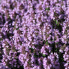 100 MOTHER OF THYME aka Lemon Broadleaved Large Thyme Thymus Pulegioides Herb Pink Flower Seeds