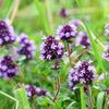 100 MOTHER OF THYME aka Lemon Broadleaved Large Thyme Thymus Pulegioides Herb Pink Flower Seeds
