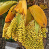 10 PYGMY DATE PALM Phoenix Roebelenii Dwarf Miniature Ornamental Fruit Tree Houseplant Seeds