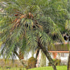 10 PYGMY DATE PALM Phoenix Roebelenii Dwarf Miniature Ornamental Fruit Tree Houseplant Seeds