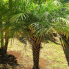 10 PYGMY DATE PALM Phoenix Roebelenii Dwarf Miniature Ornamental Fruit Tree Houseplant Seeds